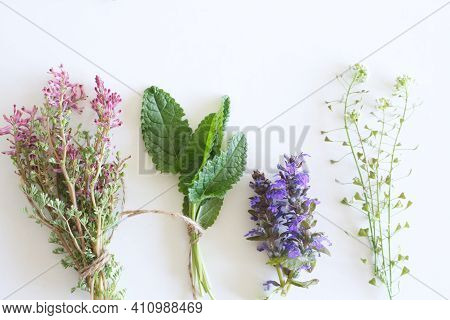Various Kinds Of Fresh Garden Herbs, Fumaria Officinalis, Leaves Betonica Officinalis, Ajuga Reptans