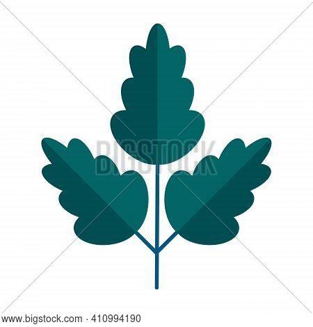 Simple Minimalistic Green Branch Of Oak Tree With Leaves. Floral Collection Of Elegant Plants For Se