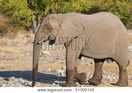 walking elephant in the savannah in kenya masai mara