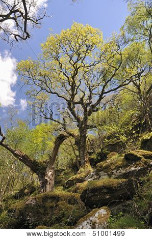 Sessile Oak Woodland