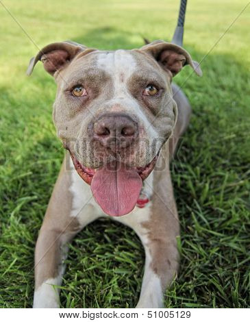 a cute dog in the grass at a park during summer