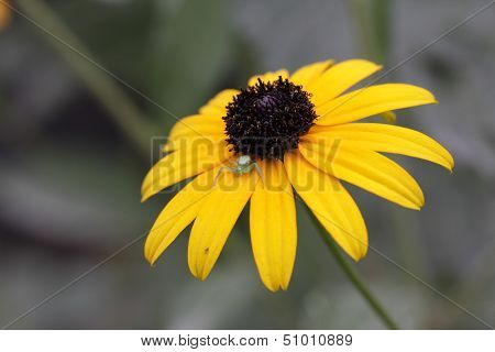 Insect on a flower