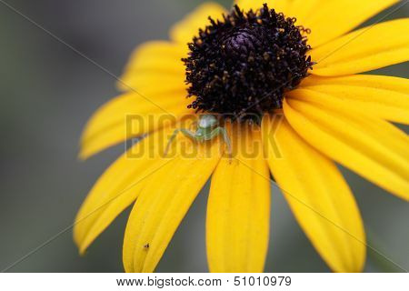 Insect on a flower