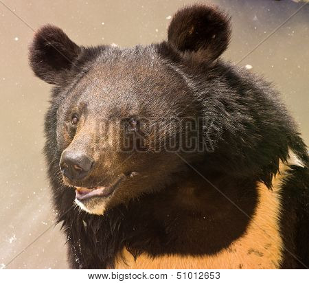 Brown Bear - Closeup