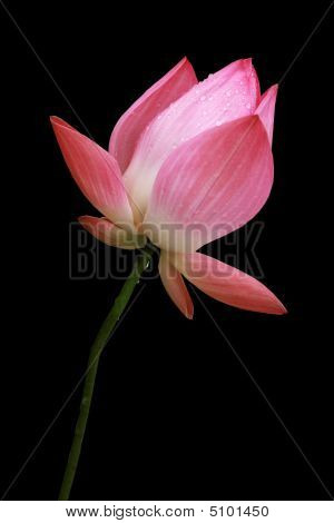 Lotus Rose