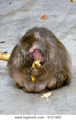 Macaca Fuscata szary japońska małpa