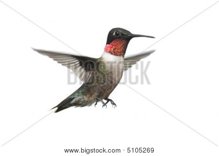 Izolované kolibřík rubínohrdlý