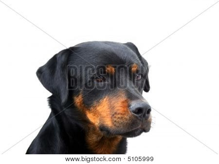 Rottweiler
