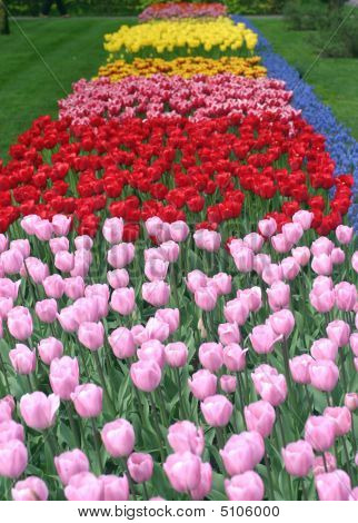 Tulip Garden