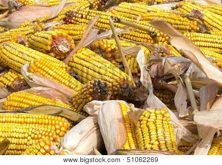 Corn rot