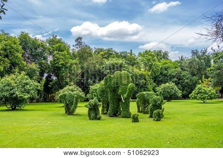 Topiary, Elephants Trimmed Out Of Shrubs