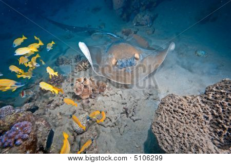 Oceaan, koraal en Feathertail Stingray