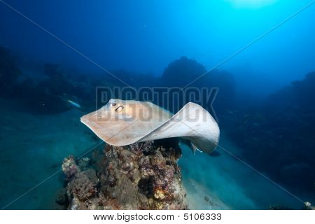 Oceaan, koraal en Feathertail Stingray