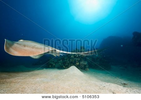 Oceaan, koraal en Feathertail Stingray