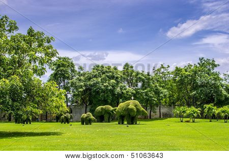 Topiary, Elephants Trimmed Out Of Shrubs