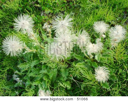 Novosiversia Glacialis