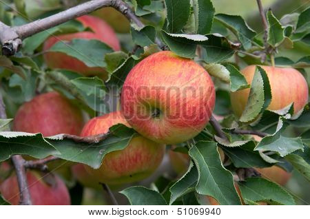 Ripe apples on tree