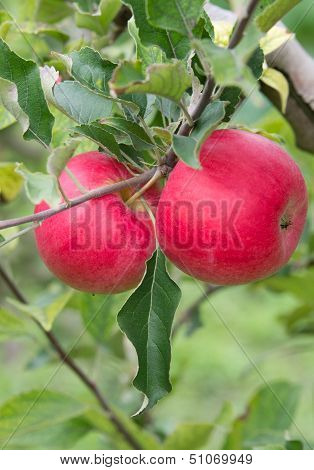 Ripe apples on tree