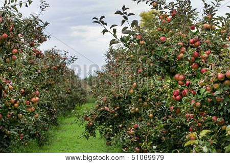 Apple orchard