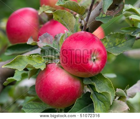 Ripe apples on tree