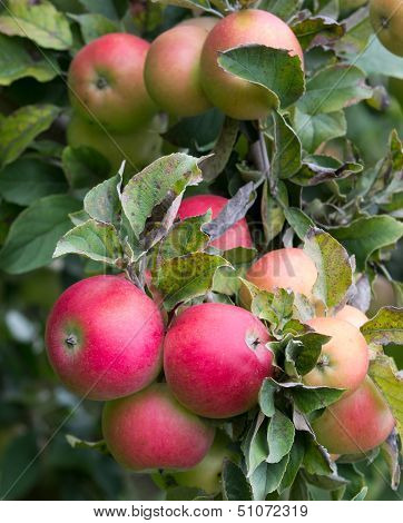Ripe apples on tree