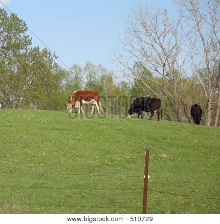 Vacas que pastam