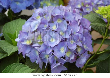 Blauwe Hydrangea