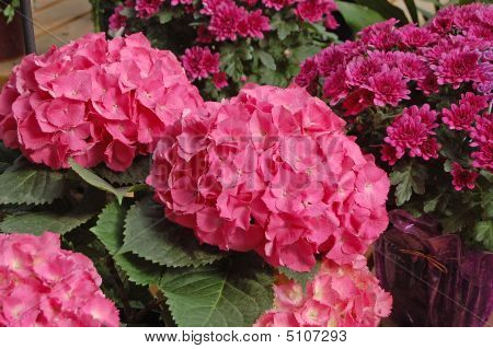 Mooi en roze hortensia
