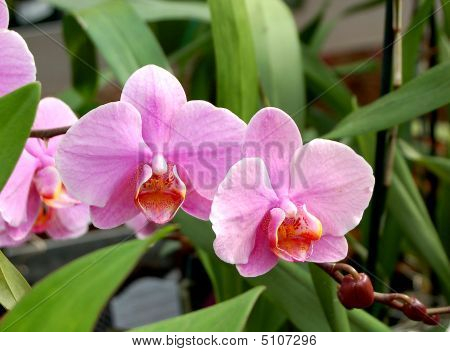 Paarse Orchid
