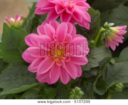 Roze roze Zinnia