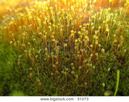 Lähikuva: Moss