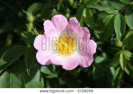 Wild Rose