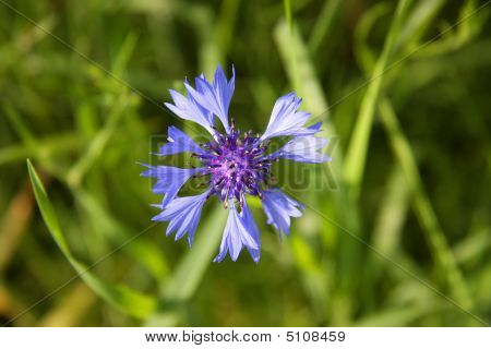 Cornflower