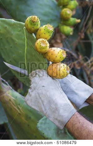 cuts off a Prickly Pear