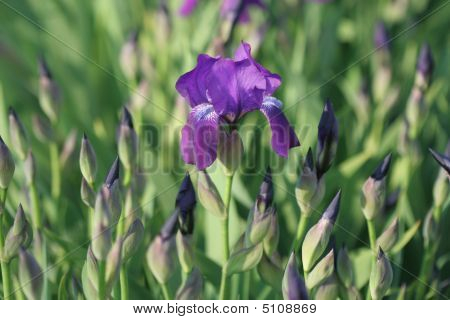 Iris