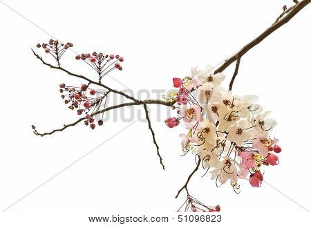 Pink Shower Blossom