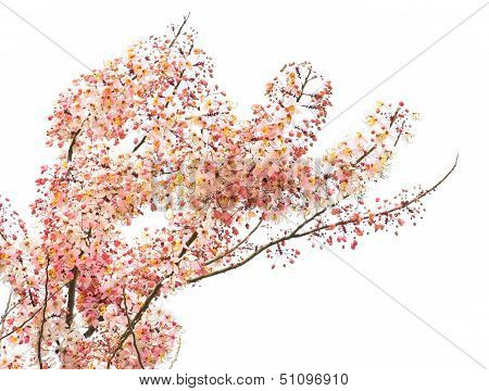 Pink Shower Blossom