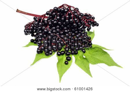 Elderberry Fruits