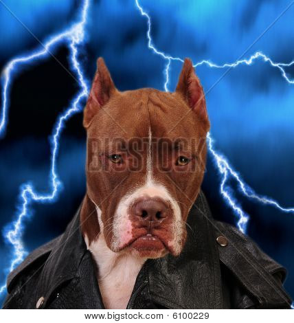 Pit-Bull