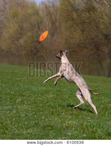 Whippet spielen mit