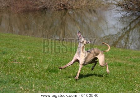 Whippet mit spielen