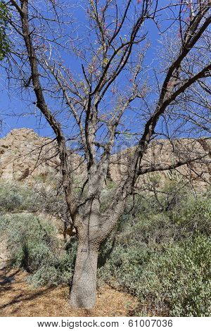 Mt Atlas Mastic Tree