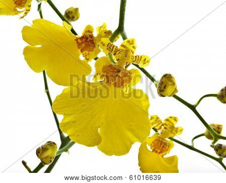 bright yellow Oncidium orchid close up  isolated on white background 