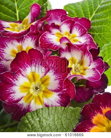 blooming primrose primula polyanthus close up macro