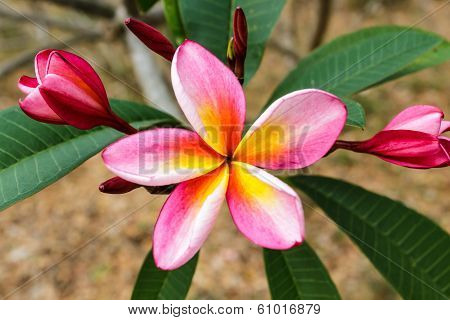 Plumeria Or Frangipani.