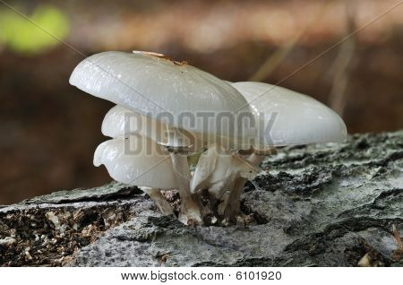 磁器菌類 - Oudemansiella mucida