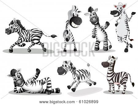 Illustration of the playful zebras on a white background
