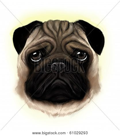 Pug