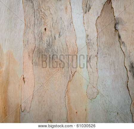 Eucalyptus Tree Bark