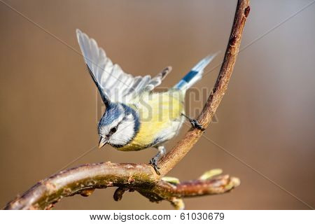 Blue Tit